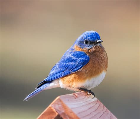 The bluebird - Prepare your backyard to welcome an eastern bluebird family. These birds start house hunting early, so clean out last year’s birdhouse in late winter or early spring. Make sure the bluebird box is mounted about 5 to 10 feet off the ground. Place it in an open, sunny area, preferably facing a field. The entrance hole should measure 1 1/2 ...